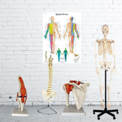 Anatomical models & Charts