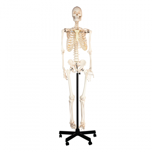 Anatomical models & Charts Archives - Mediotronics Physical Medicine ...