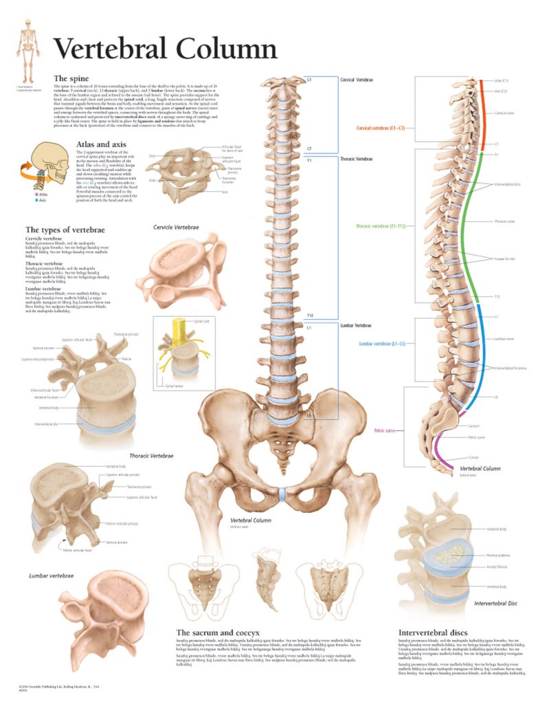 Anatomical Charts - Mediotronics Physical Medicine (PTY) LTD